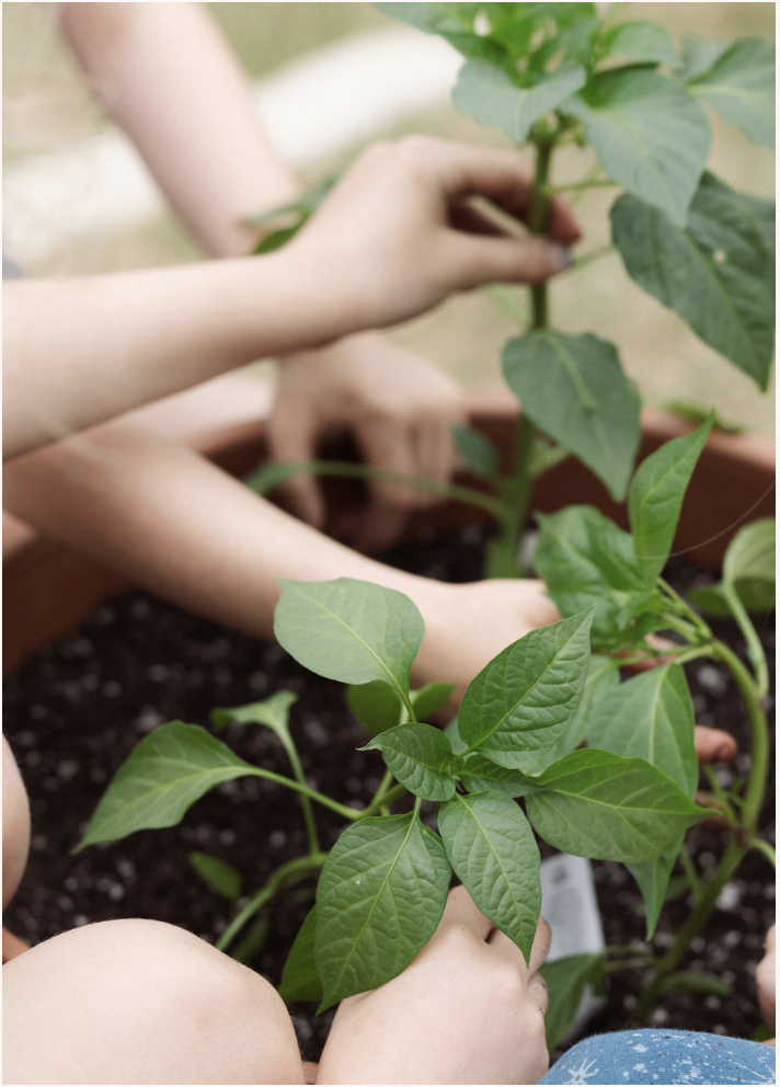 Children's hands tending to a young pepper plant