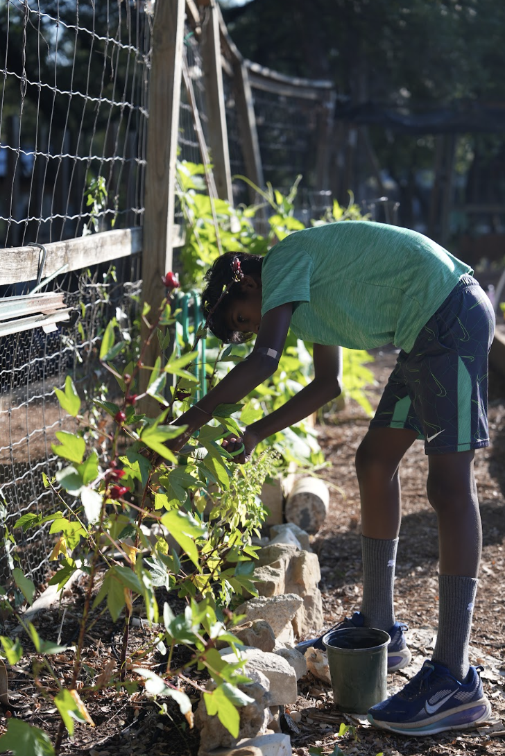 An adolescent tending plants in the Gaines Creek garden